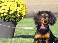 a black and tan dachshund sitting on a pink leash