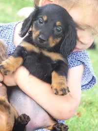 a little girl is hugging two dachshund puppies