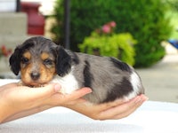 a small black and brown puppy being held in a person's hand