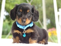 a small black and tan dachshund puppy sitting on a blanket