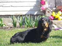 a black and tan dachshund laying in the grass