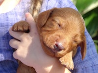 a girl is holding a brown puppy