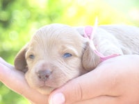 a small brown puppy is being held in someone's hand