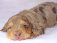 a brown and tan puppy laying on a white blanket