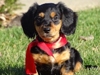 a dachshund puppy wearing a red ribbon