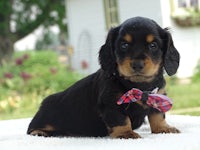 a black and tan dachshund puppy with a plaid bow tie