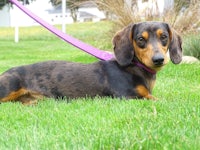 a black and tan dachshund laying on a purple leash