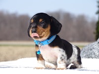 a black and tan dachshund puppy is sitting on the snow