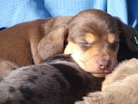 two brown and black puppies laying on top of each other