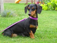 a black and tan dachshund sitting on a purple leash