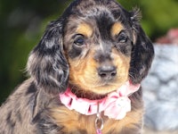 a black and brown puppy with a pink collar