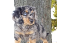 a small dachshund puppy standing on top of a tree