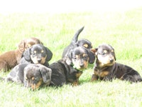 a group of dachshund puppies laying in the grass