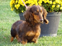 a brown and black dachshund standing next to a yellow flower pot