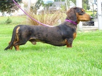 a black and tan dachshund on a purple leash