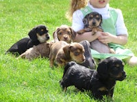 a little girl is sitting on the grass with a group of dachshund puppies