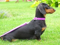 a black and tan dachshund sitting on a purple leash