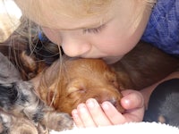 a little girl kissing a group of puppies