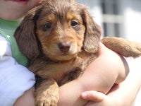 a young boy holding a brown and brown puppy