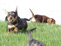 a group of dachshund puppies running in the grass