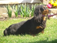 a black and tan dachshund on a leash