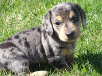 a dachshund puppy sitting in the grass