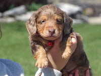 a brown and tan dachshund puppy being held by a woman