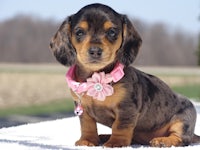 a dachshund puppy wearing a pink collar