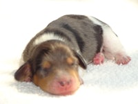 a brown and white puppy laying on a white blanket