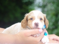 a small brown and white puppy being held by a person