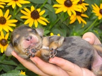 chihuahua puppy in a person's hands