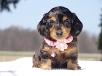 a small black and brown dachshund puppy sitting on a blanket