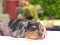 a black and tan puppy laying on a pink blanket