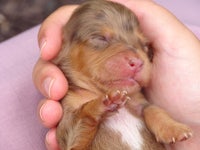 a small brown puppy being held in a person's hand