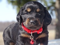 a black and tan puppy with a red collar