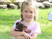 a little girl holding a dachshund puppy