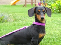 a black and tan dachshund on a purple leash