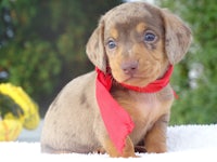 a small brown and tan dachshund puppy wearing a red scarf