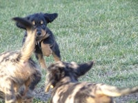 two black and tan puppies playing in the grass