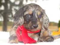 dachshund puppy with a red scarf