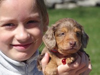 a young girl holding a small brown dachshund puppy