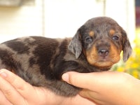 a small black and brown dachshund puppy being held in someone's hand