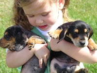 a little girl holding two dachshund puppies