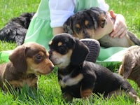 dachshund puppies in the grass