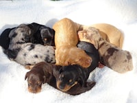 a group of dachshund puppies laying on a blanket