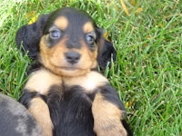 a black and tan puppy laying in the grass