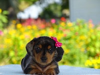 a black and tan dachshund puppy with a pink bow