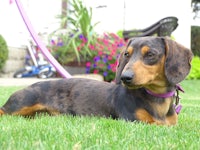 a black and tan dachshund laying in the grass