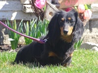 a black and tan dachshund on a leash in the grass