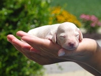 a person holding a small white puppy in their hand